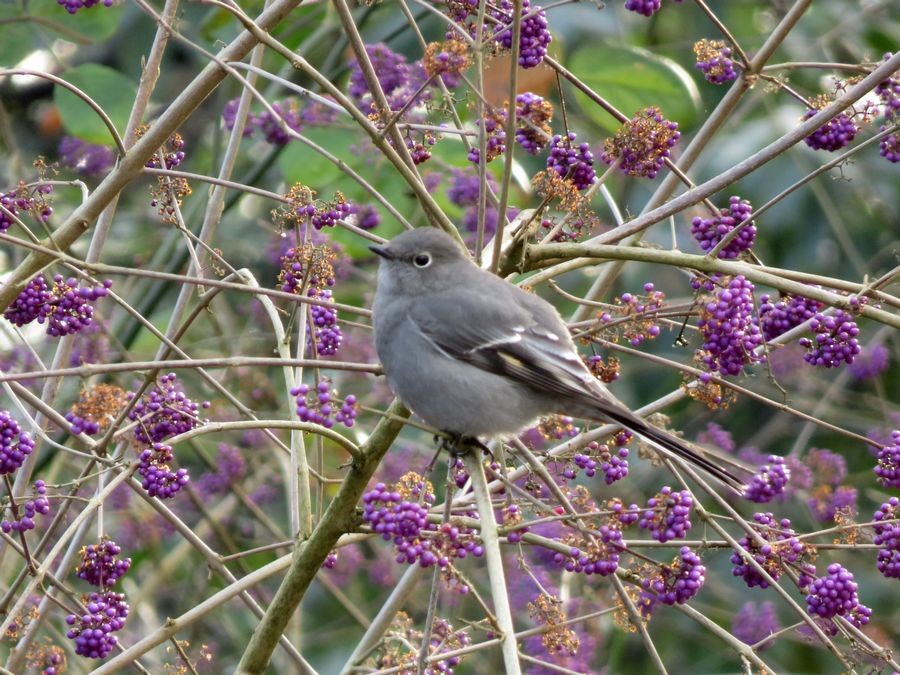 Townsend's Solitaire - ML80374471