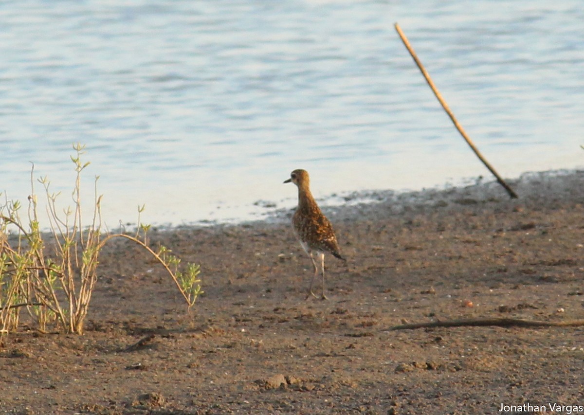 Pacific Golden-Plover - ML80375631