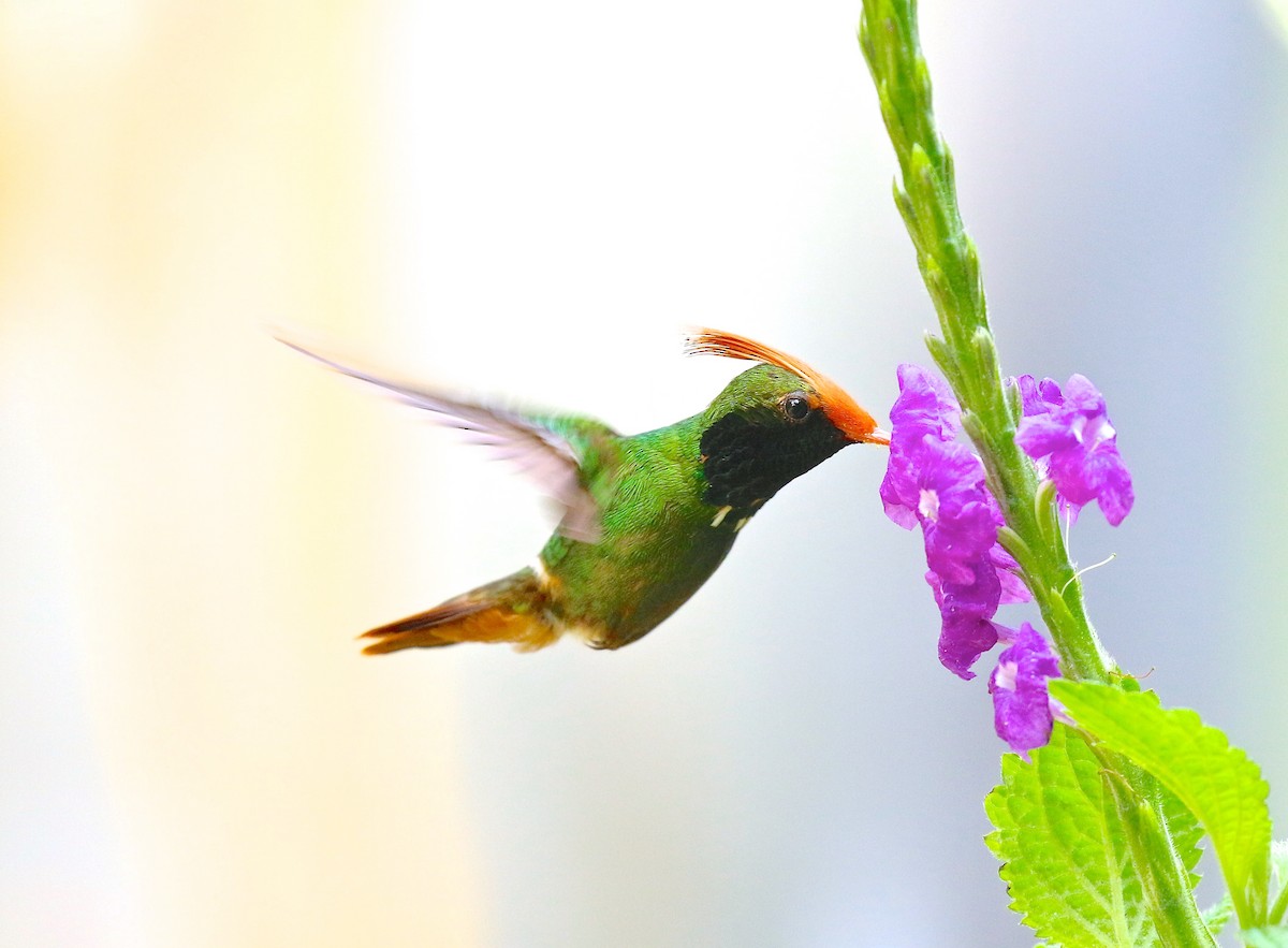 Rufous-crested Coquette - ML80375671