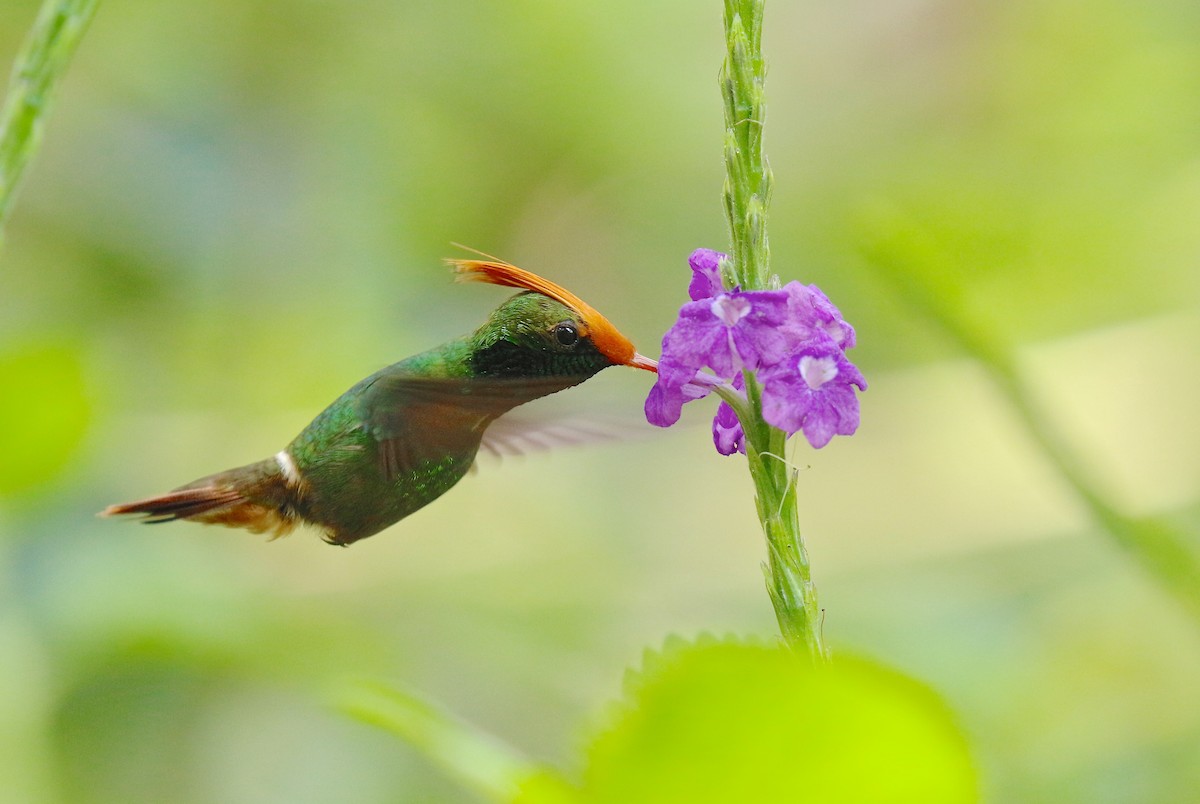 Rufous-crested Coquette - Jon Pleizier