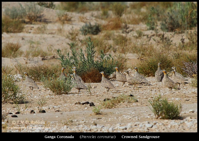 Crowned Sandgrouse - ML80377101