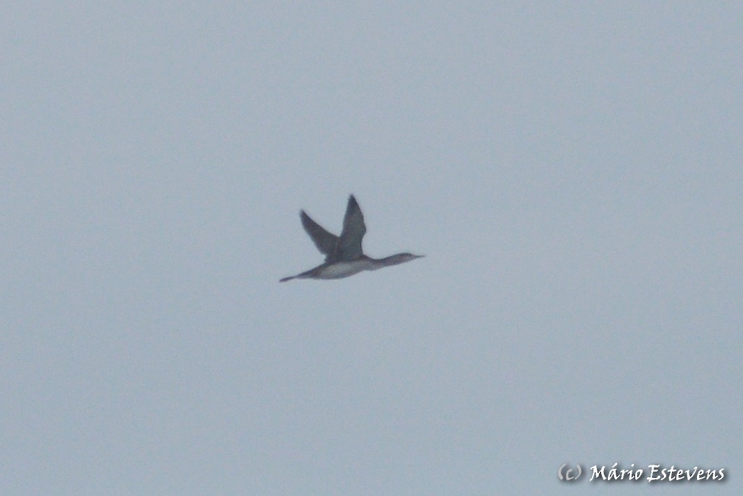 Red-throated Loon - Mário Estevens