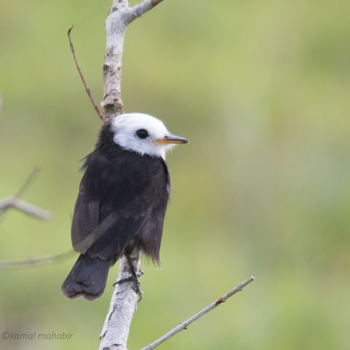 White-headed Marsh Tyrant - ML80381601