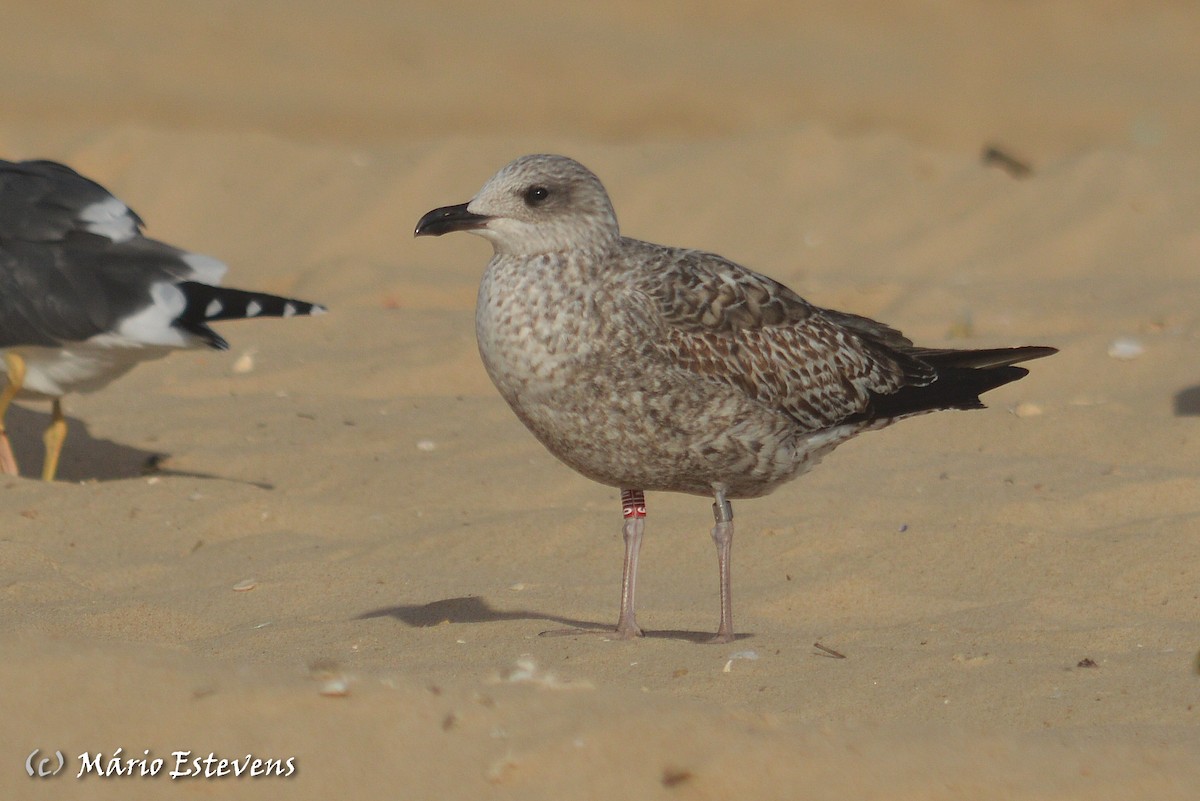 Lesser Black-backed Gull - ML80382291