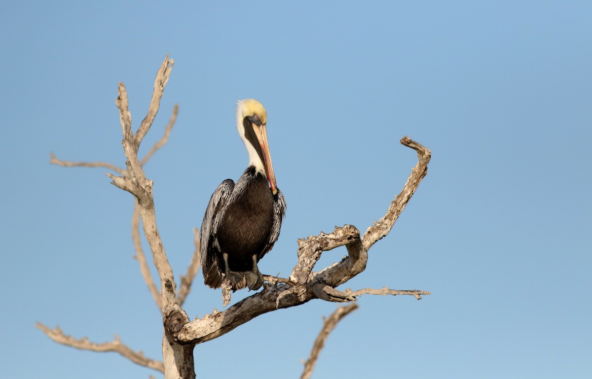 Brown Pelican (Atlantic) - Jay McGowan