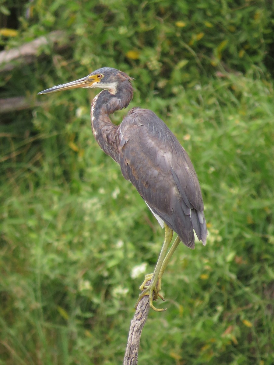 Tricolored Heron - Marya Moosman