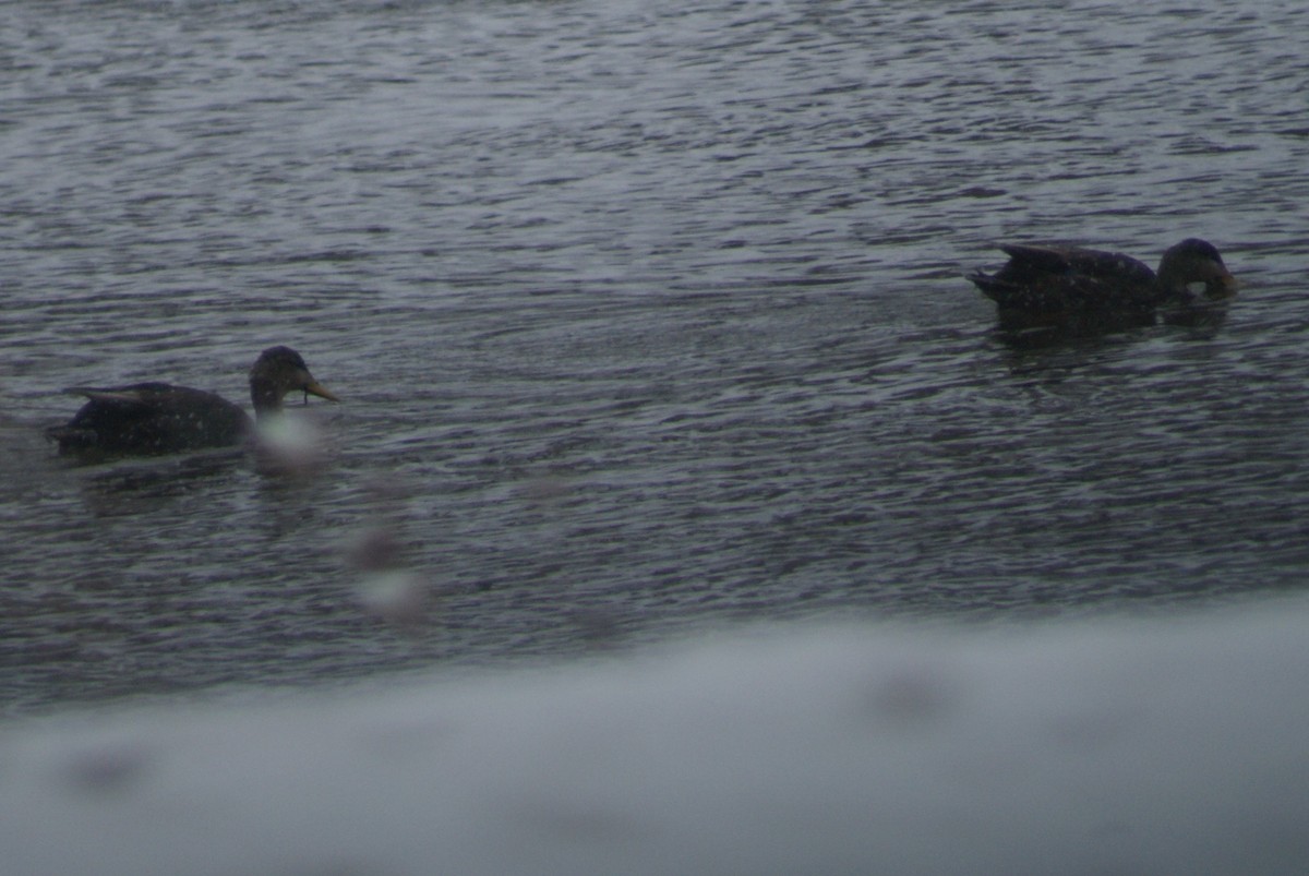 American Black Duck - Ethan Kibbey