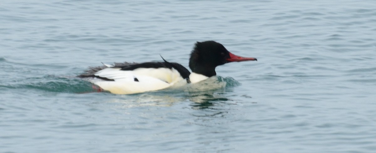 Common Merganser - Mark Nenadov