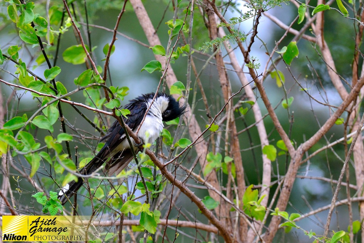 Pied Cuckoo - ML80386181