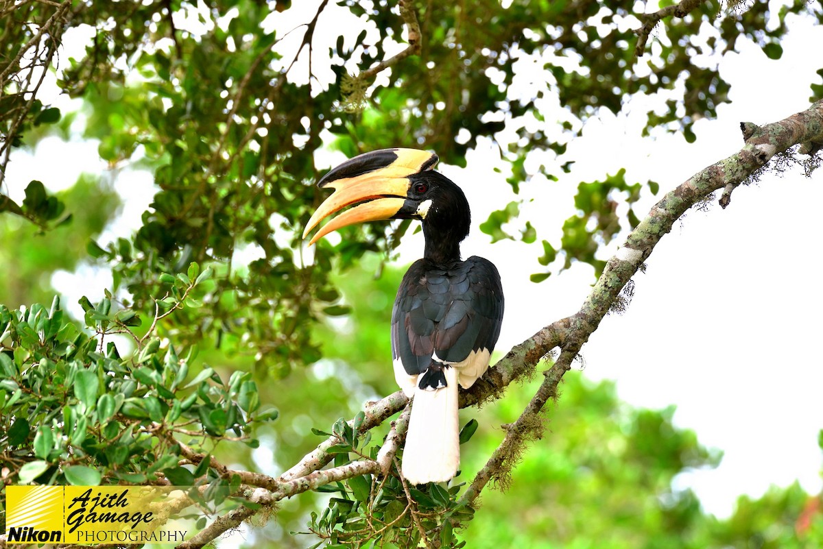 Malabar Pied-Hornbill - ML80386891