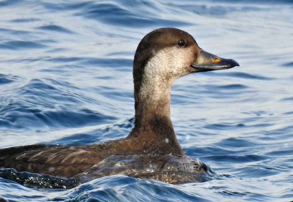 Black Scoter - ML80387711