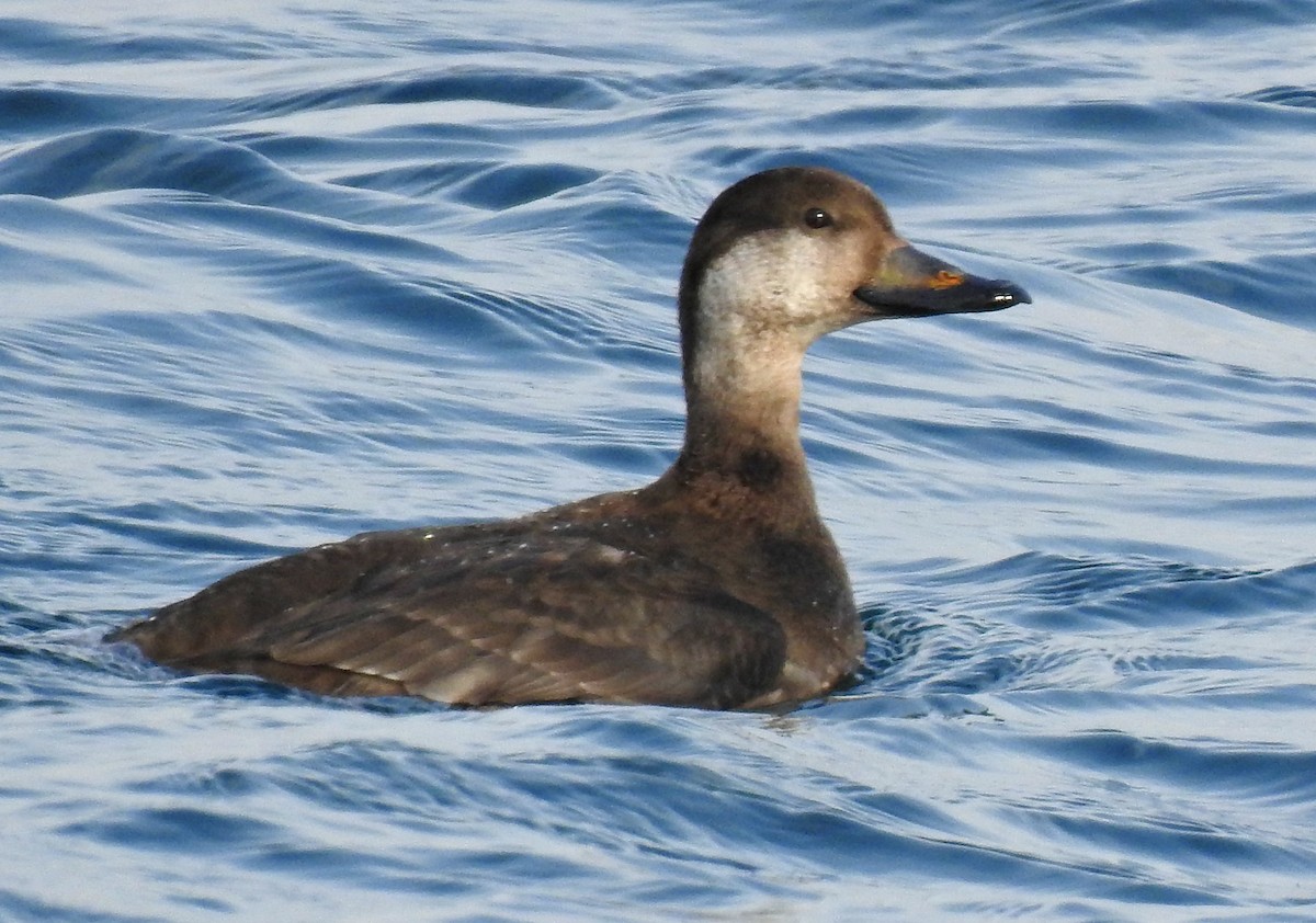 Black Scoter - Joanne Muis Redwood