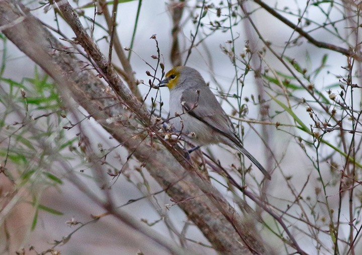 Pájaro Moscón Baloncito - ML80389741