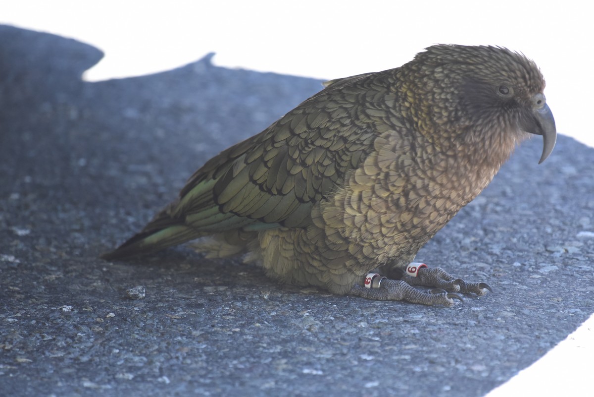 Kea - ML80390511