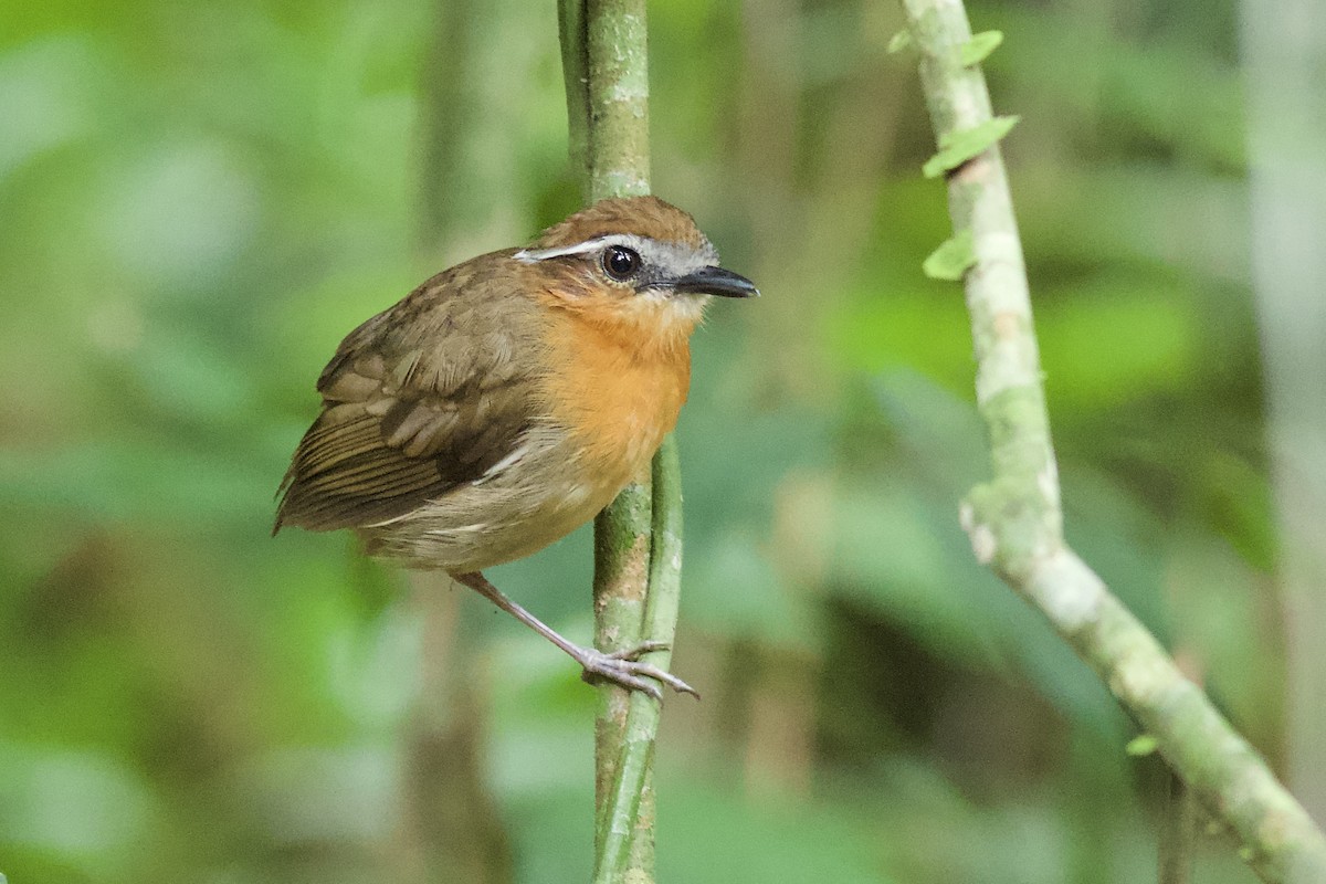 Black-breasted Gnateater - Luiz Matos