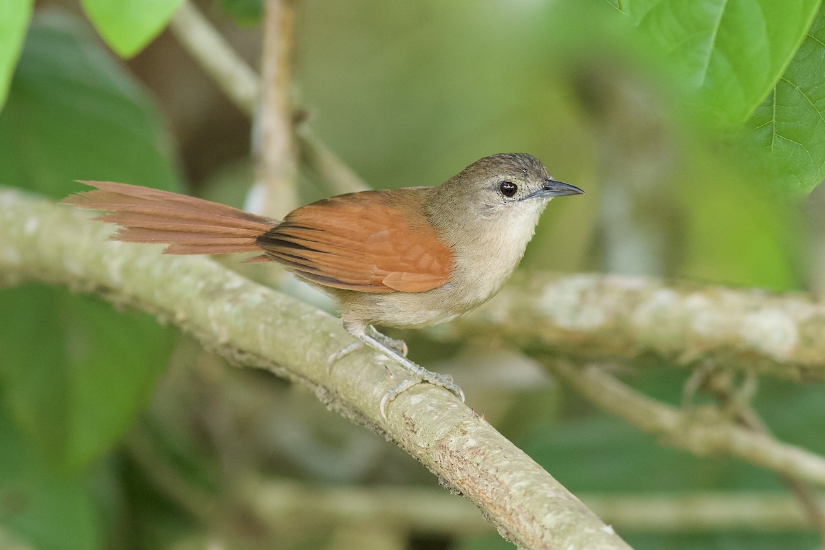 Plain-crowned Spinetail - Luiz Matos