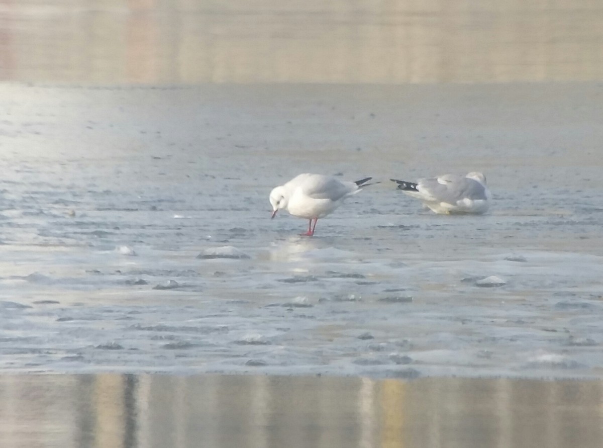 Хүрэн толгойт цахлай - ML80392211