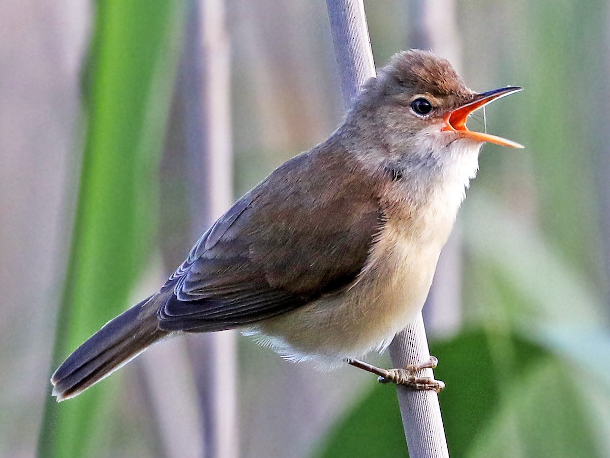 Common Reed Warbler (African) - eBird