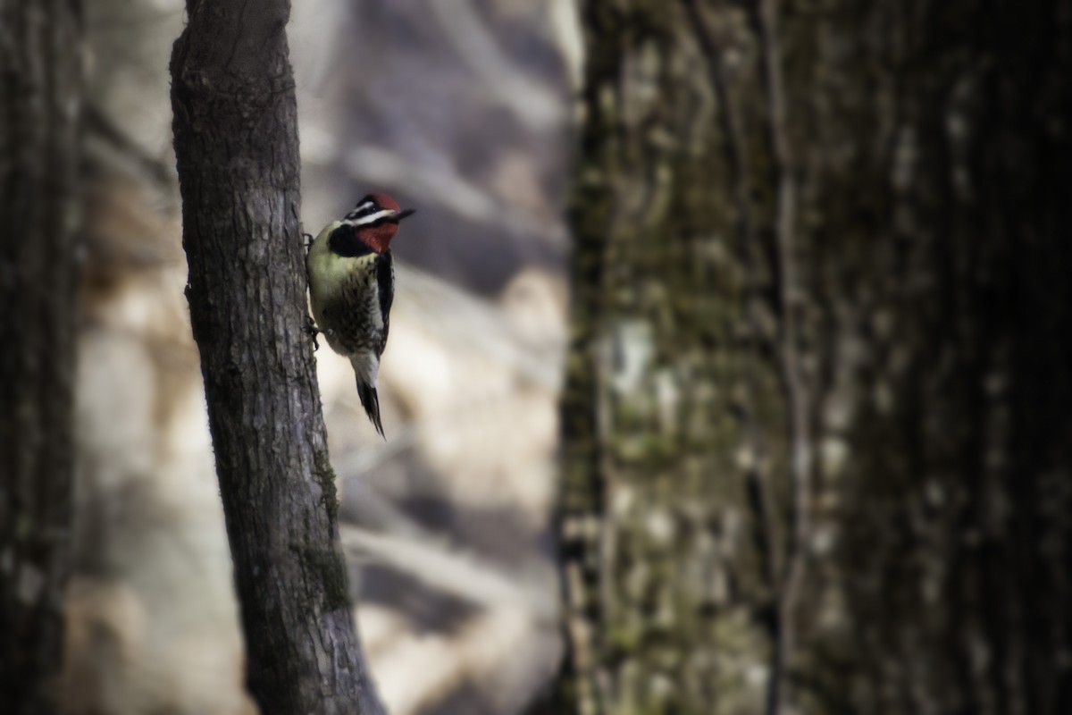 Yellow-bellied Sapsucker - ML80393161