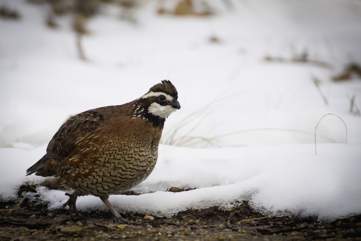 Northern Bobwhite - ML80394571