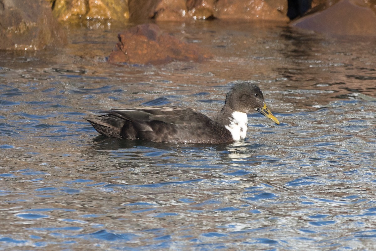 Canard colvert (forme domestique) - ML80394591