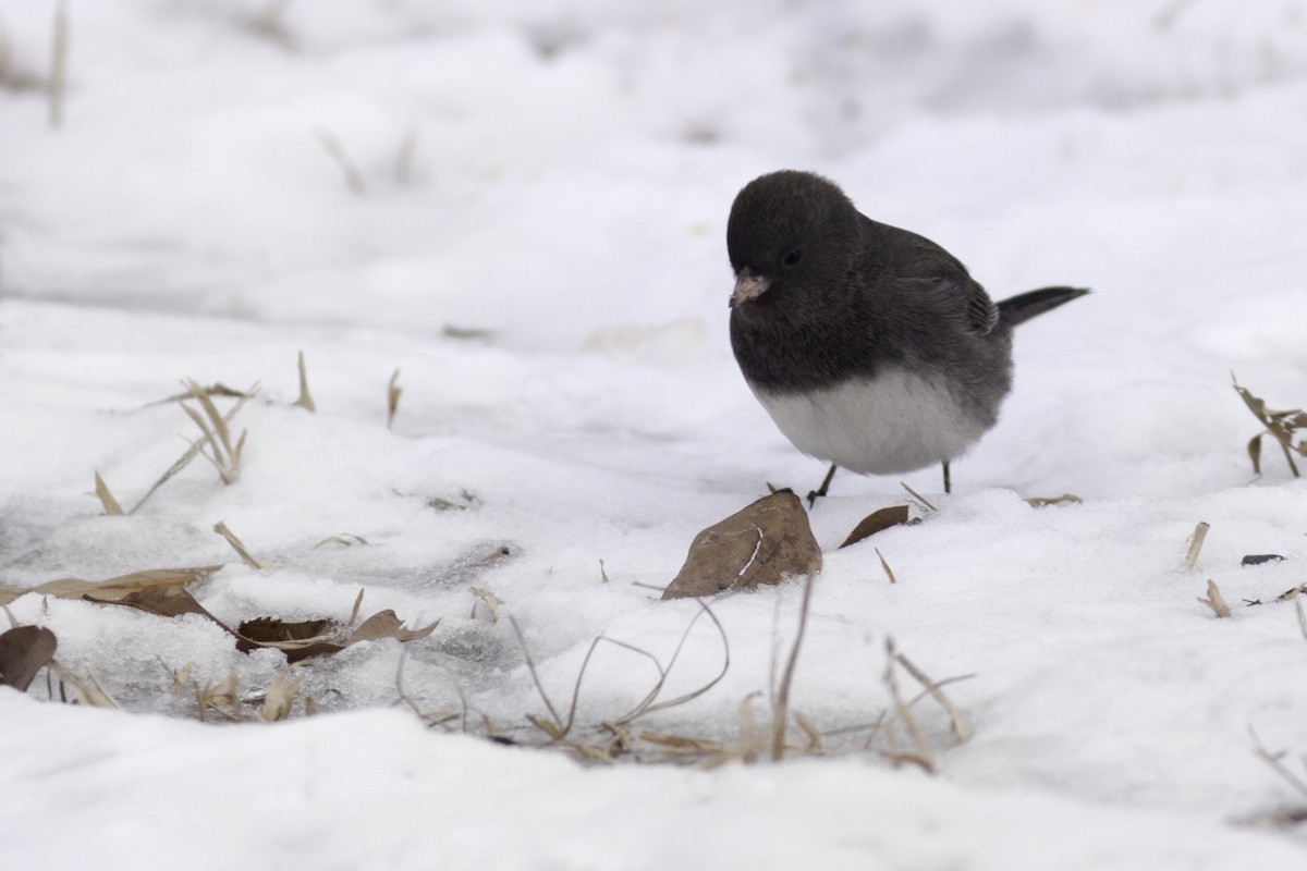 Dark-eyed Junco - ML80394631