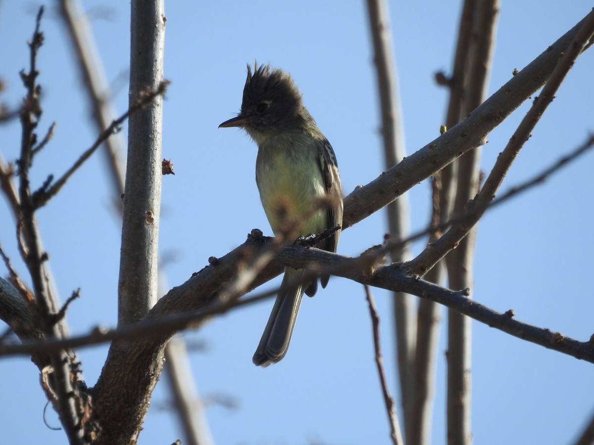 Pileated Flycatcher - ML80394841