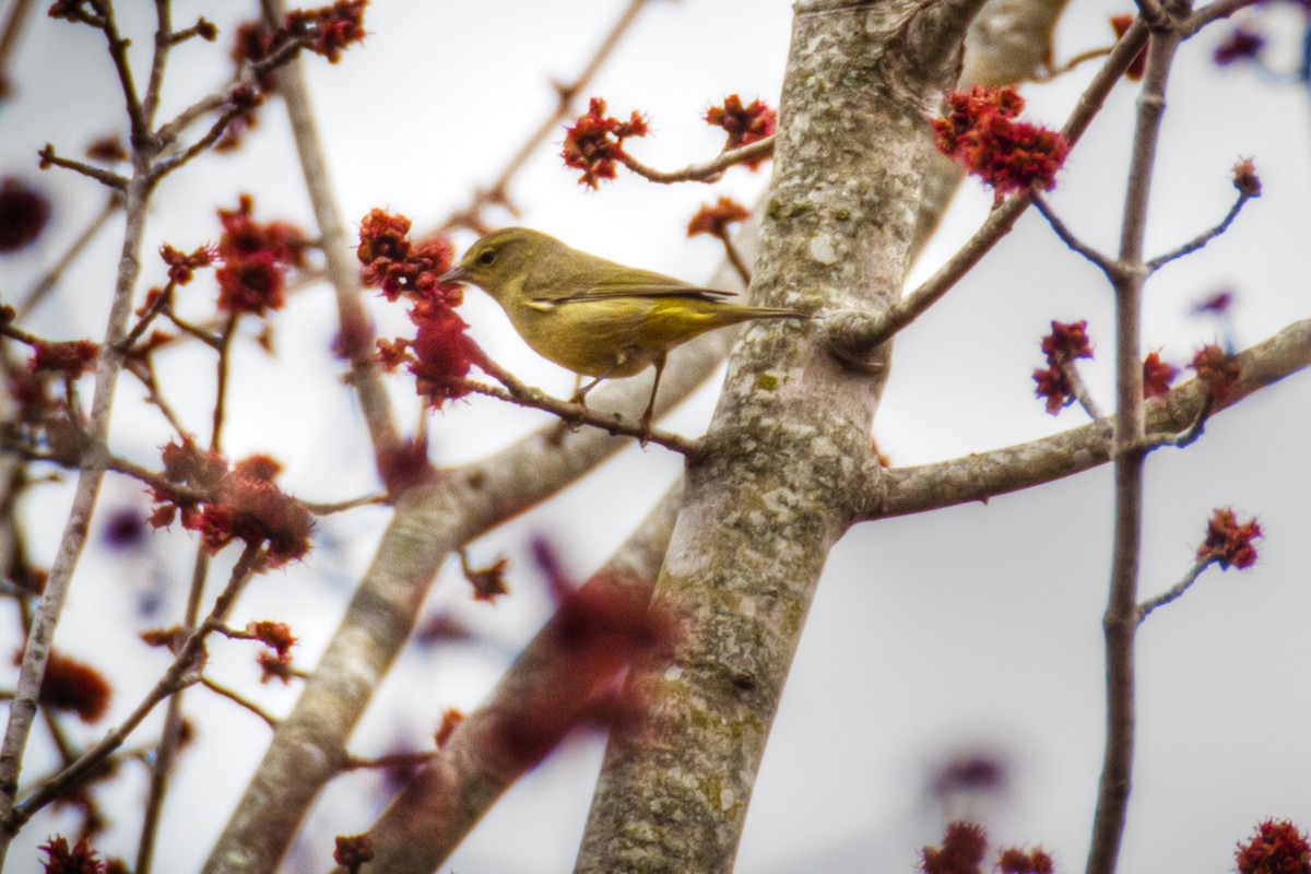 Orange-crowned Warbler - ML80395061