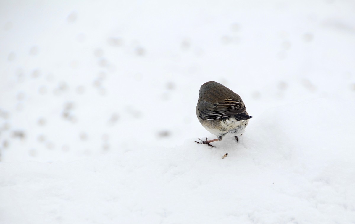 Dark-eyed Junco - ML80397421