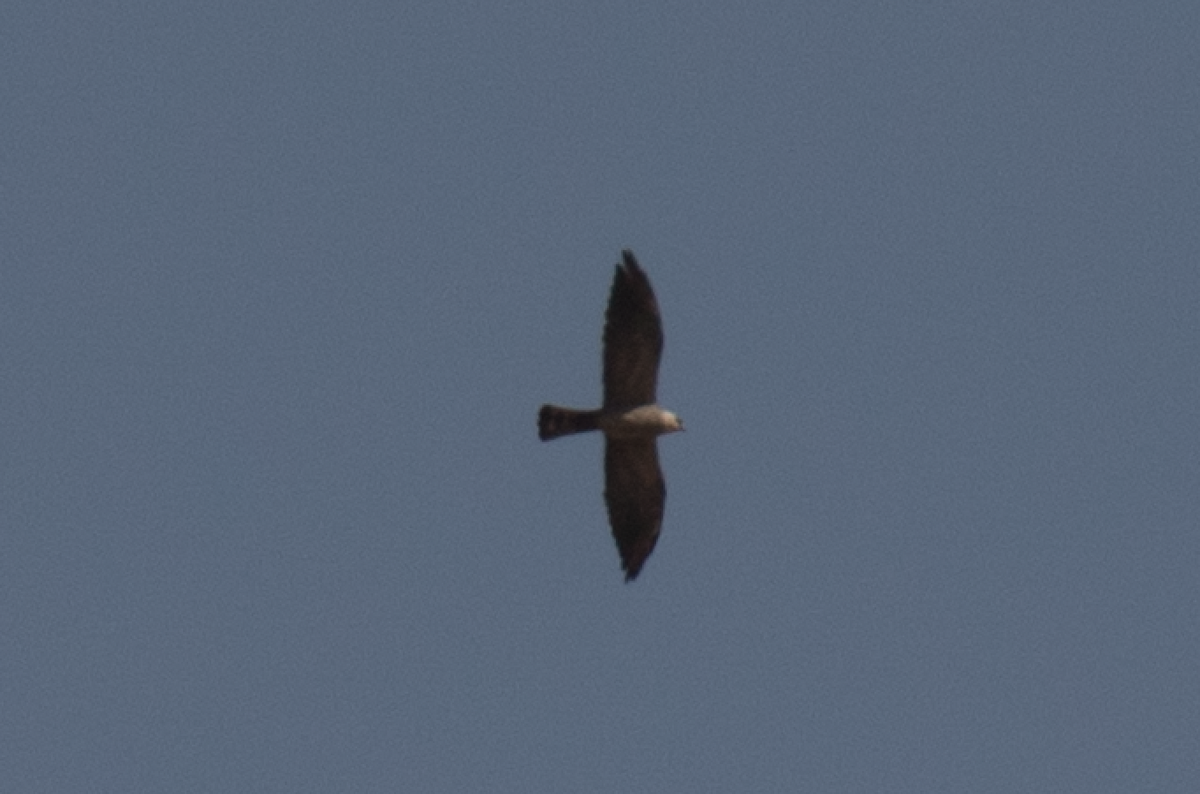 Mississippi Kite - ML80397481