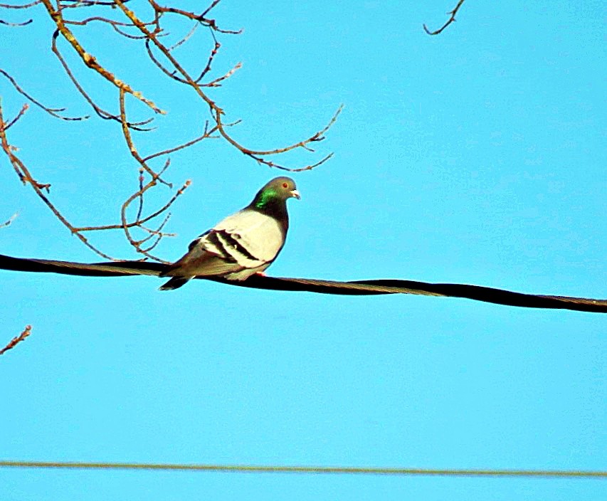 Pigeon biset (forme domestique) - ML80397501