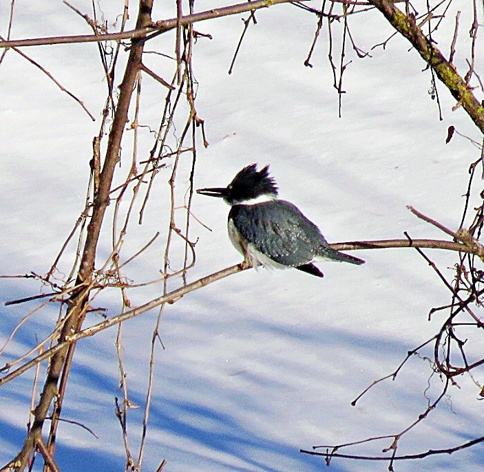 Martin-pêcheur d'Amérique - ML80397531