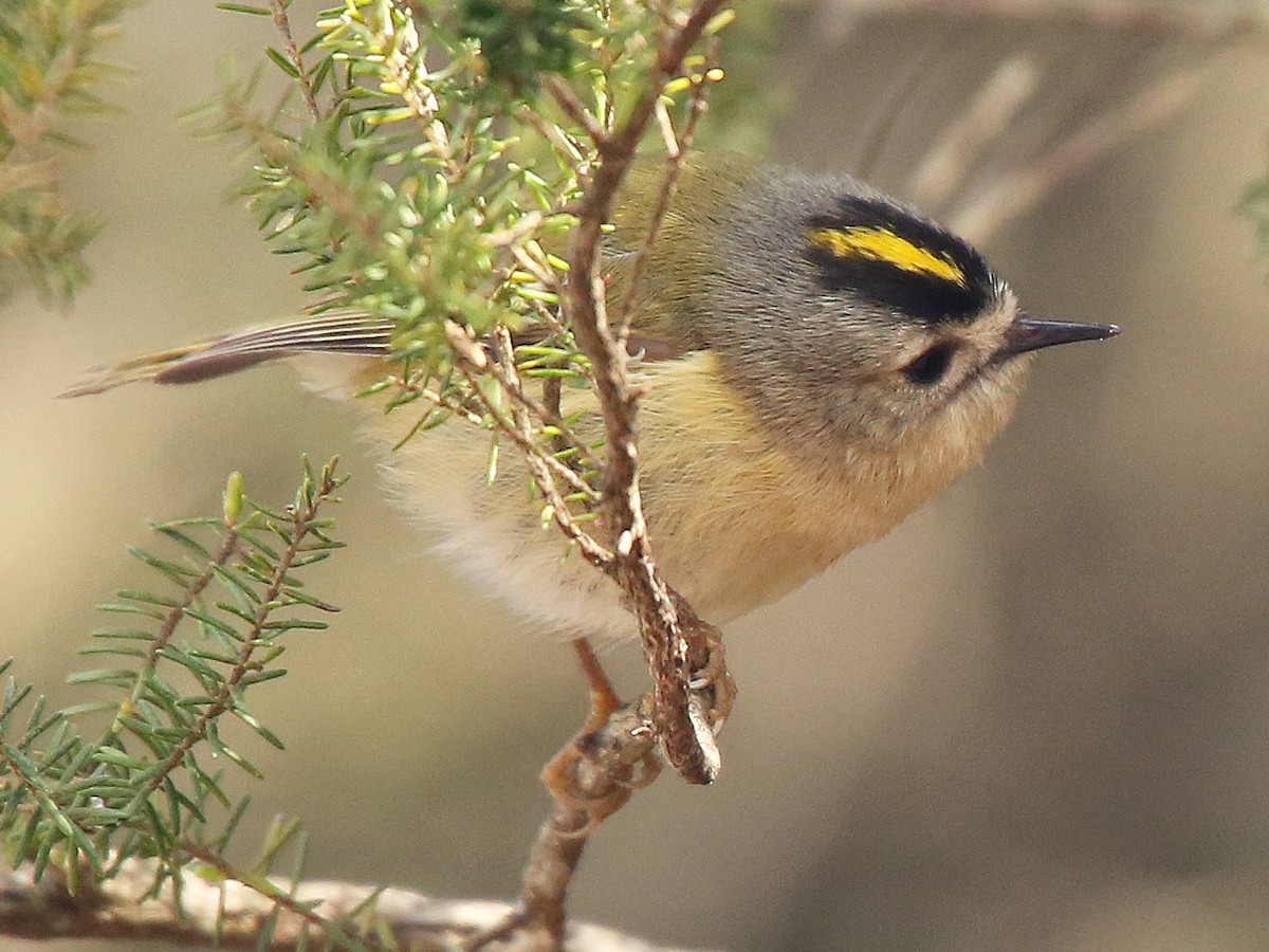 Adult (Tenerife)