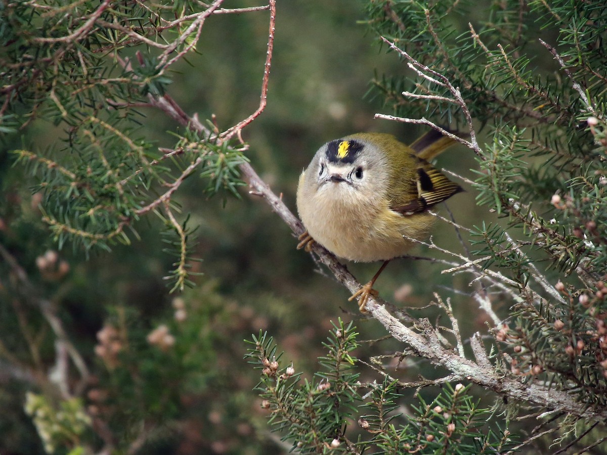 Adult (Tenerife)