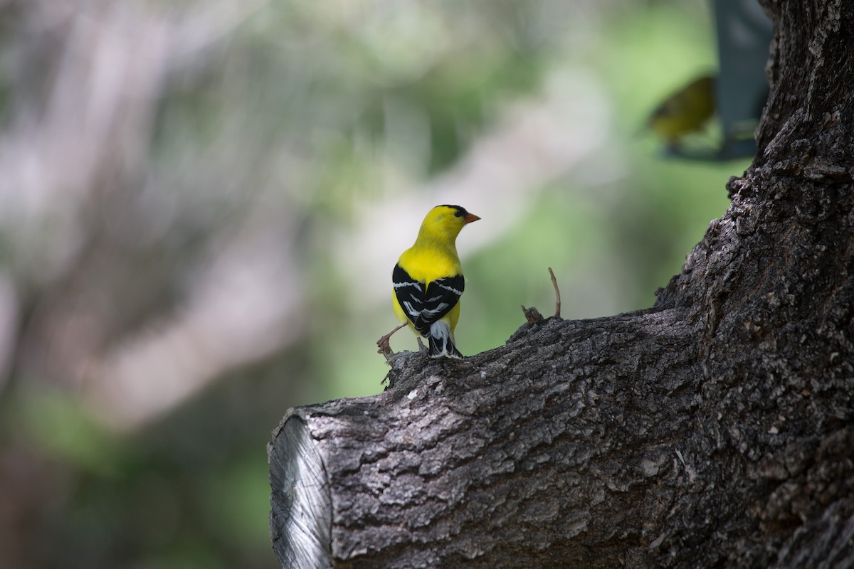 American Goldfinch - ML80399441