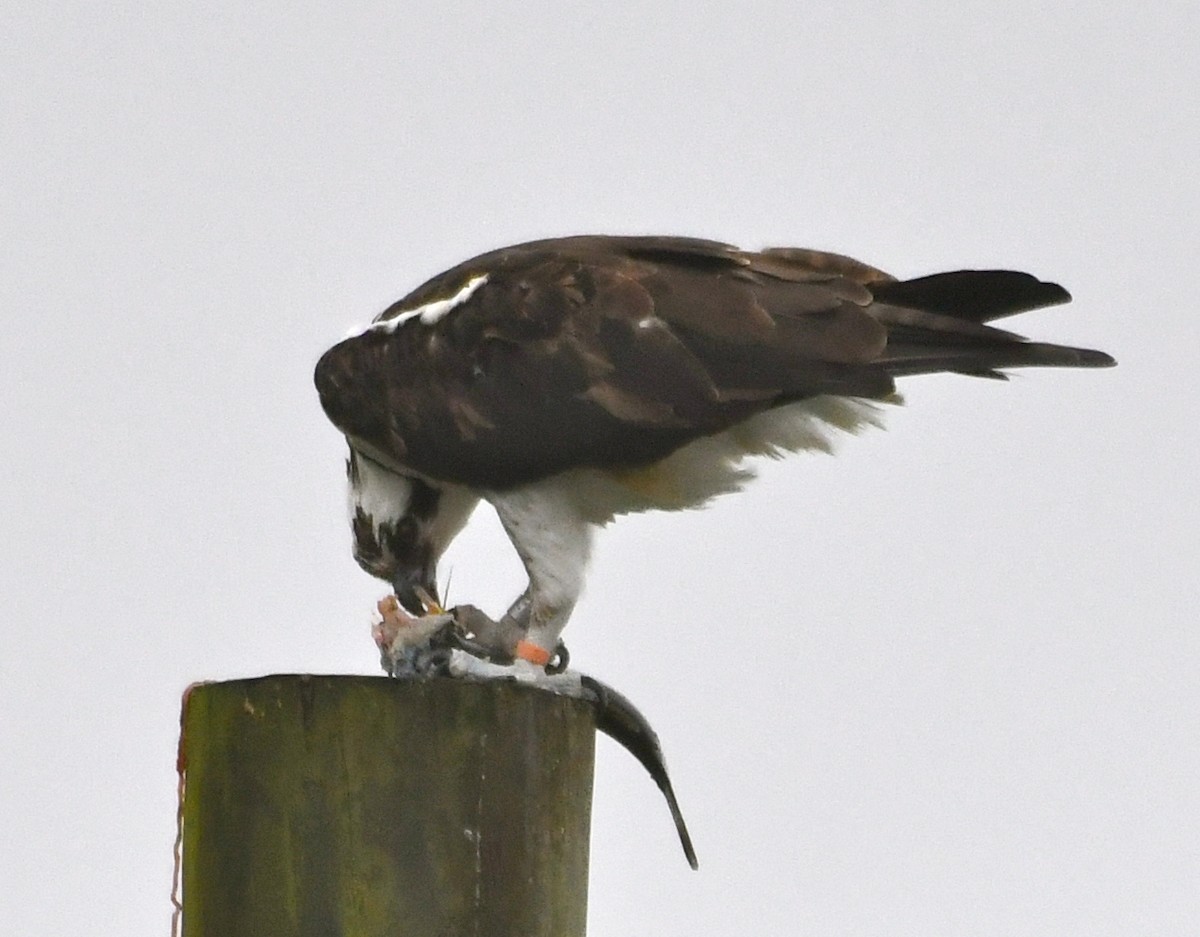 Balbuzard pêcheur - ML80400381