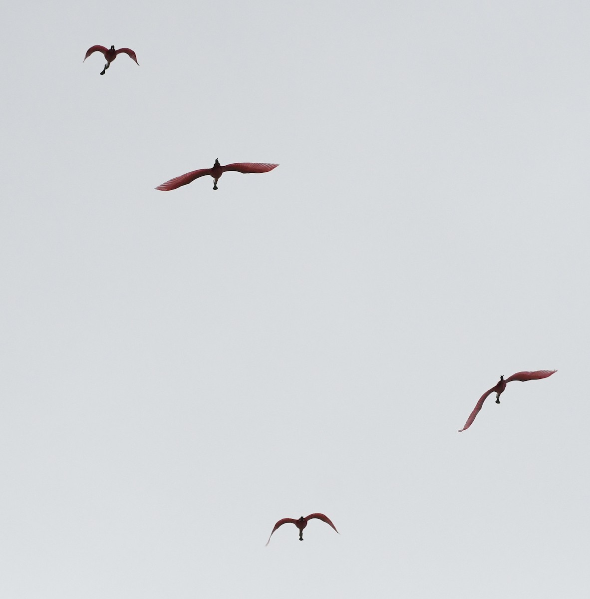 Roseate Spoonbill - ML80400451