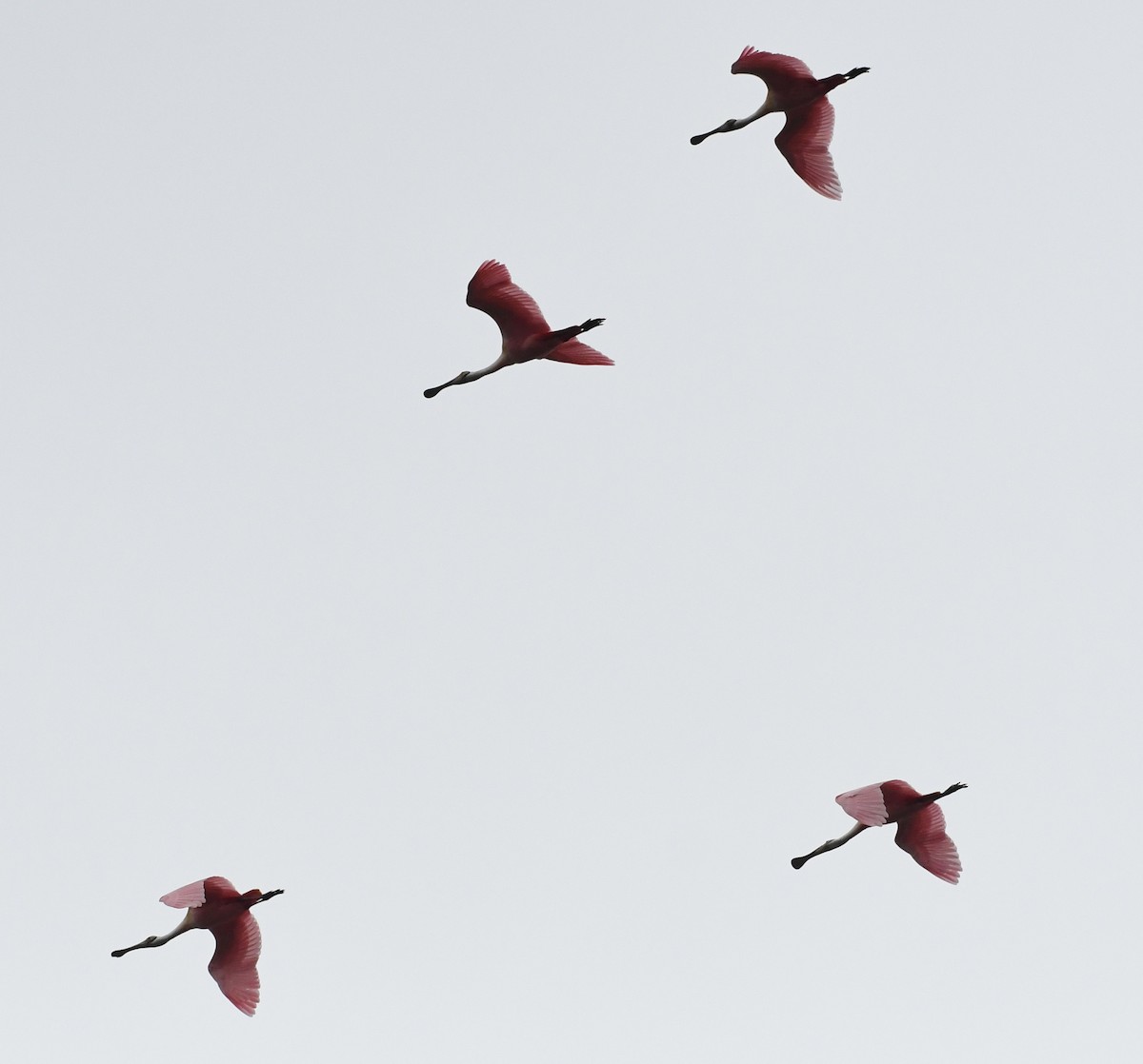 Roseate Spoonbill - ML80400461