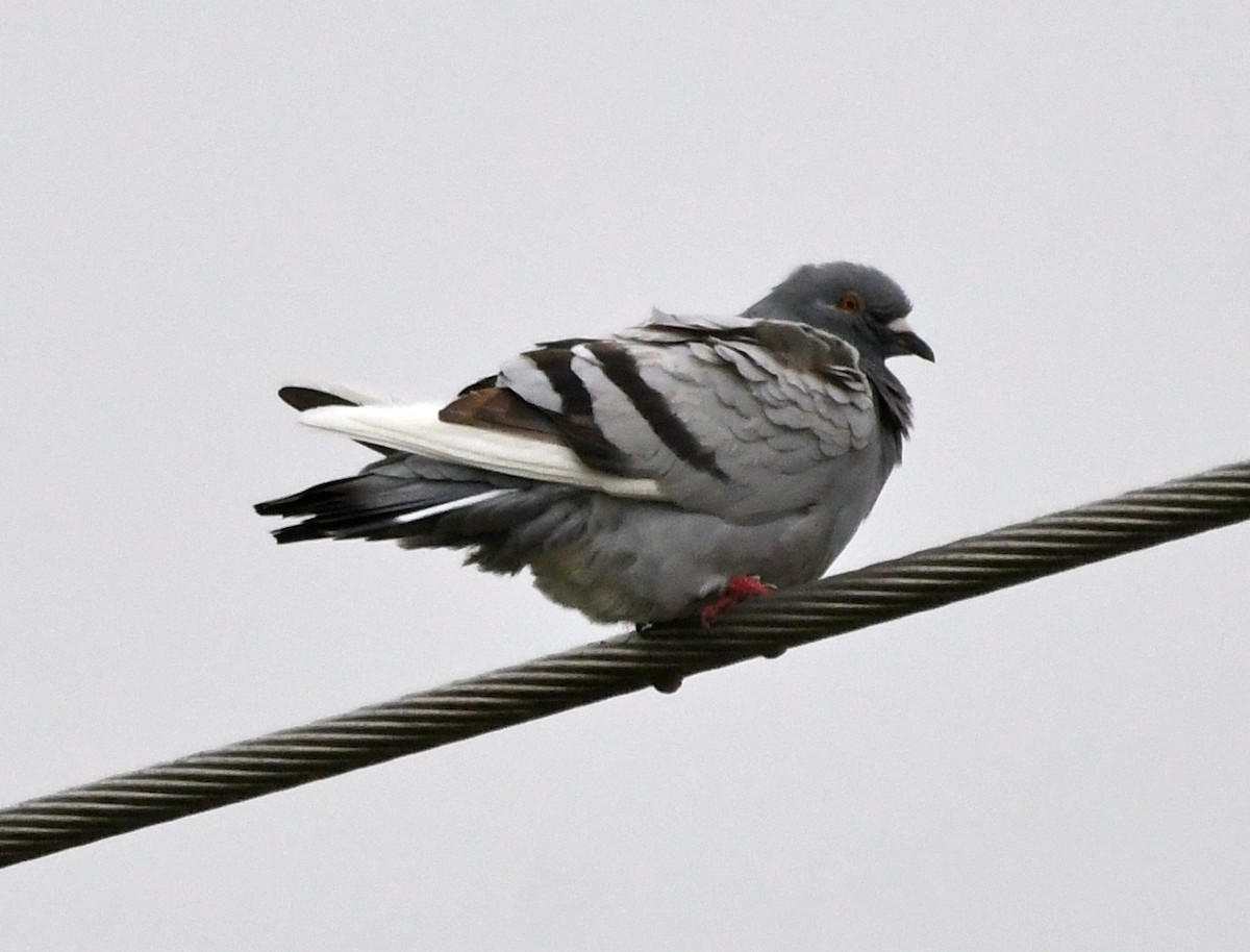 Rock Pigeon (Feral Pigeon) - ML80400501