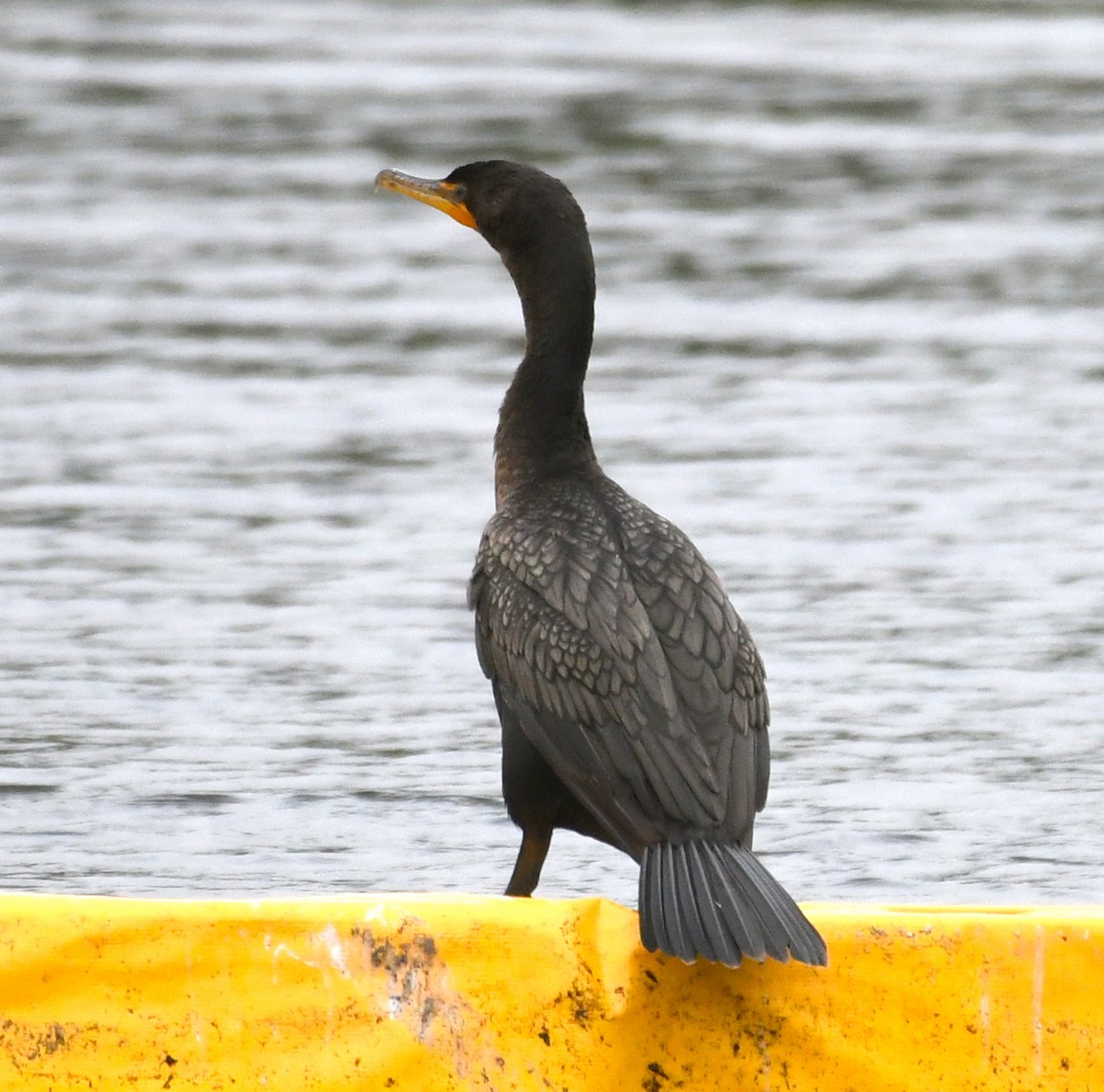 Double-crested Cormorant - Suzanne Zuckerman