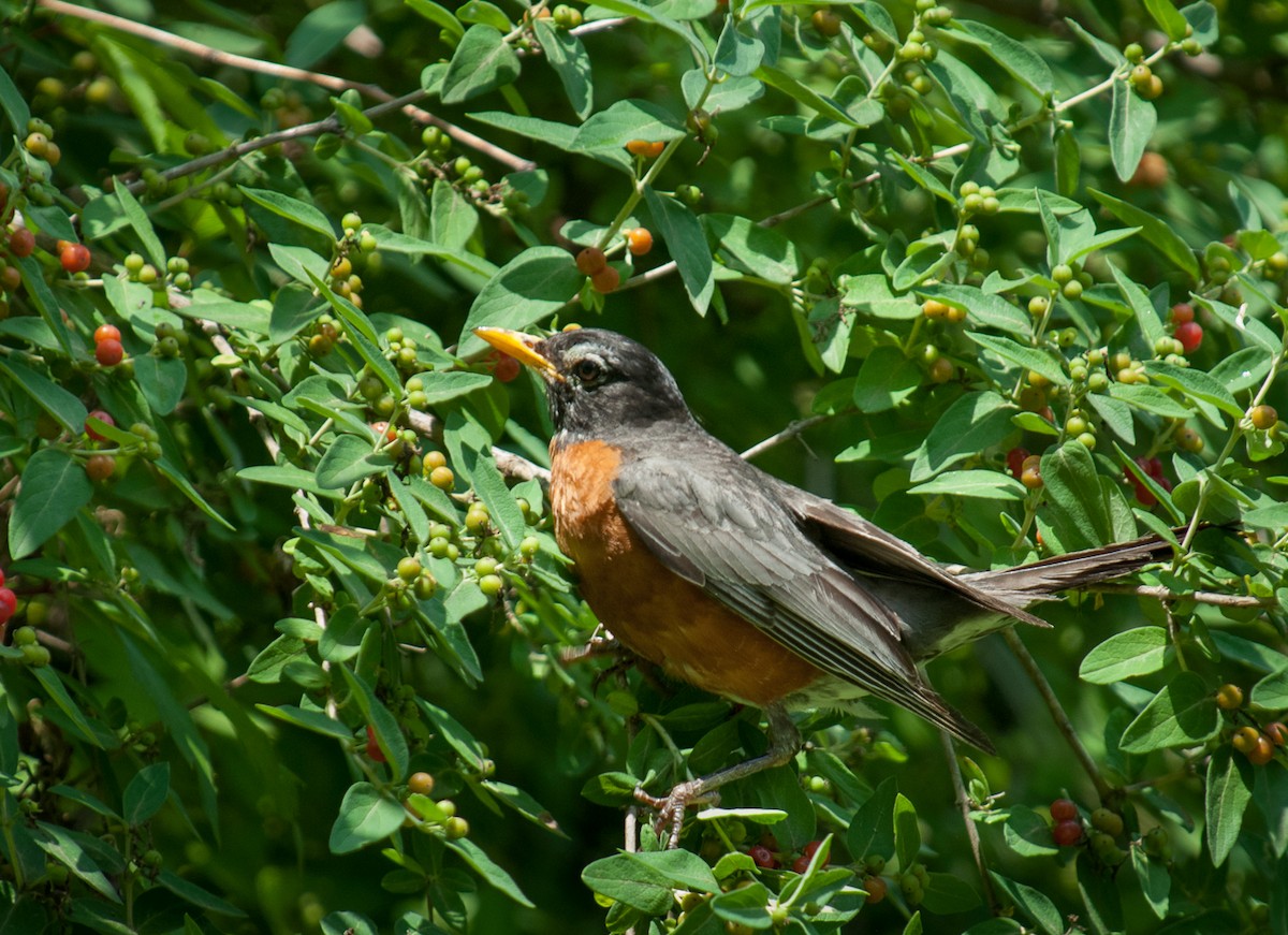 American Robin - ML80403531