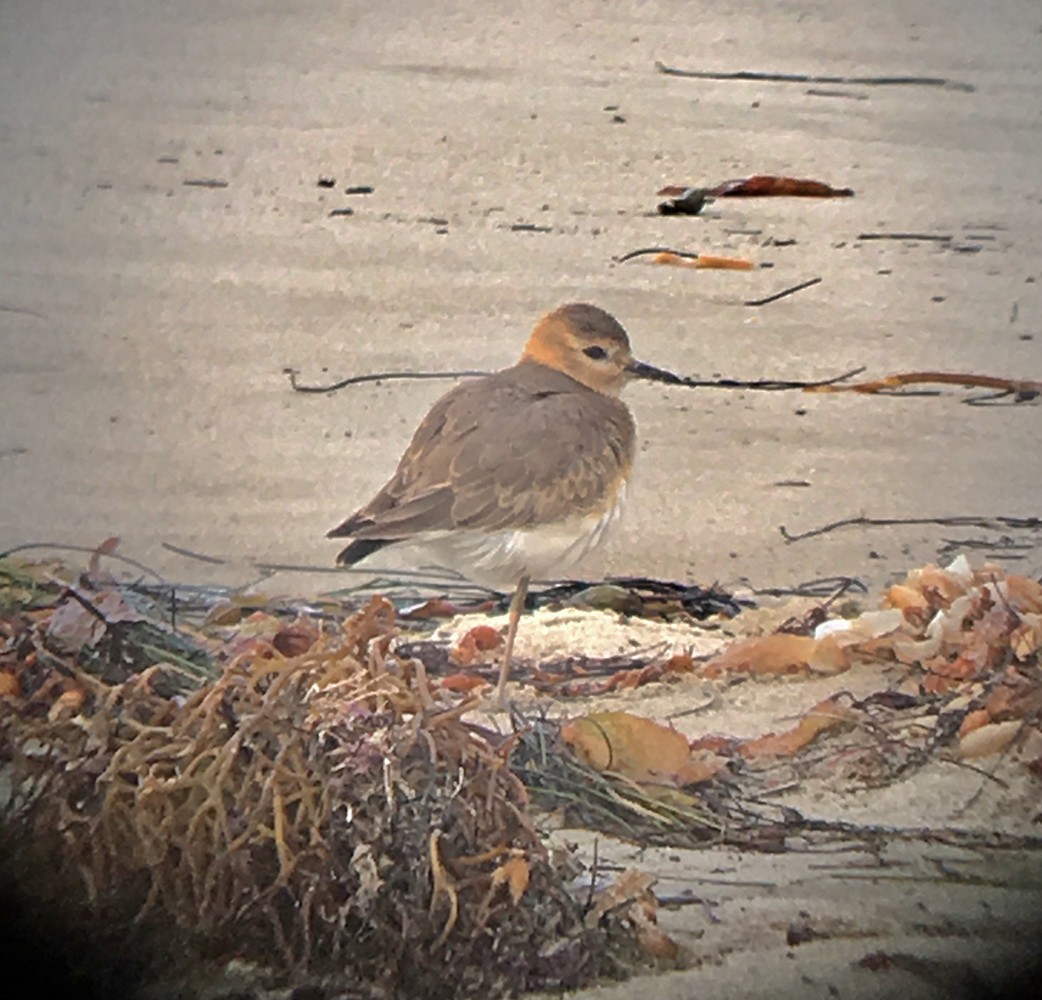 Mountain Plover - ML80403911