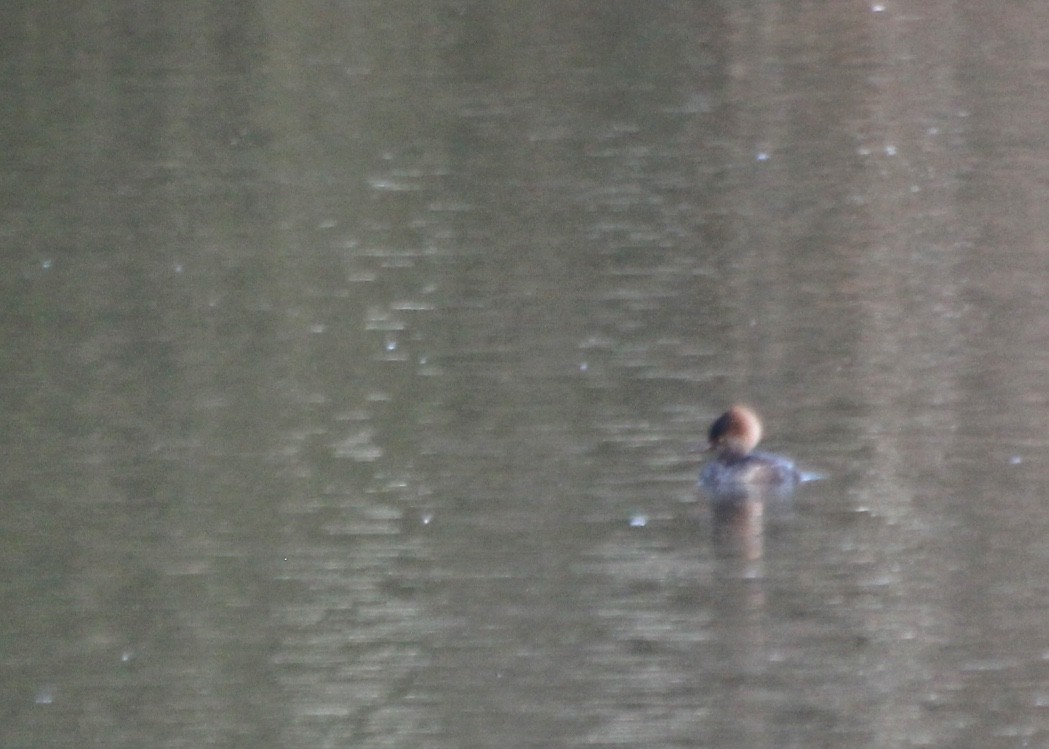 Hooded Merganser - ML80406001