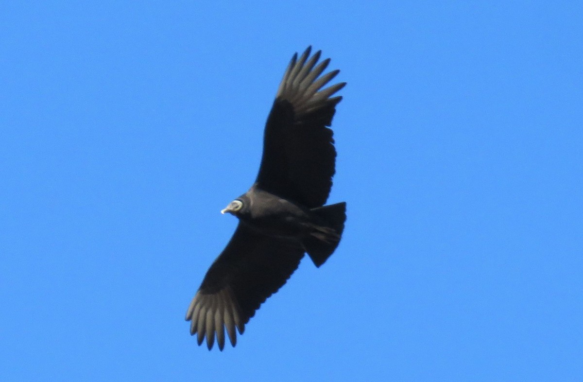 Black Vulture - ML80406491
