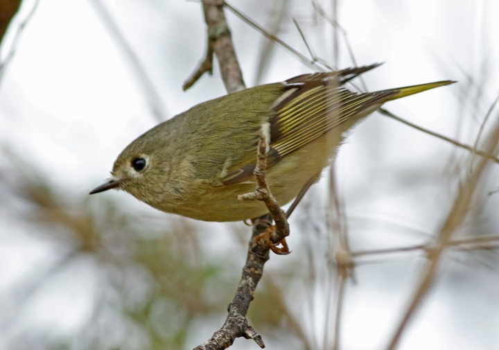 Ruby-crowned Kinglet - ML80406641