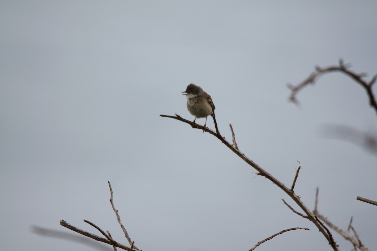 Greater Whitethroat - Nisha M