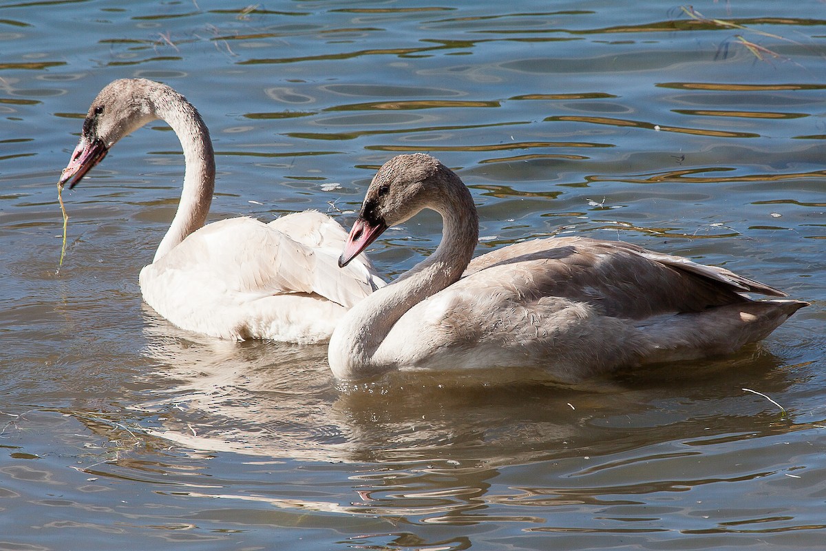 Trumpeter Swan - Kenneth McElroy