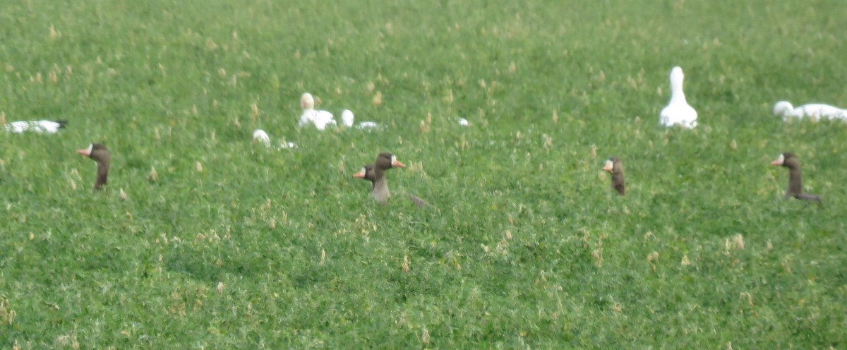 Манхин галуу - ML80409511