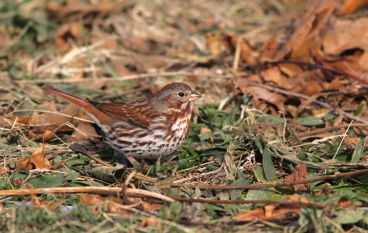 Fox Sparrow (Red) - ML80410651