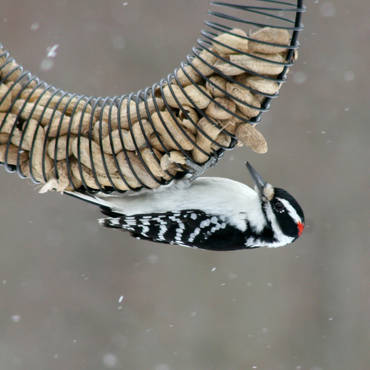 Hairy Woodpecker - ML80411141